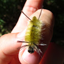 Banded Tussock Moth (larva)