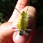 Banded Tussock Moth (larva)