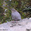 Water ouzel; American dipper