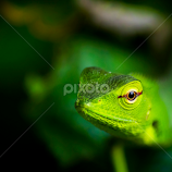 Green Forest Lizard by Buddhika Jayawaredana -  