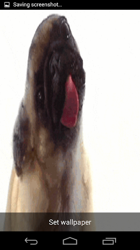 Pug Licking Live Wallpaper