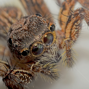 by Eko Janu - Animals Insects & Spiders