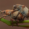 Weevil