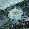 White sea anemone