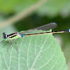 Eastern Forktail Damselfly (Male)