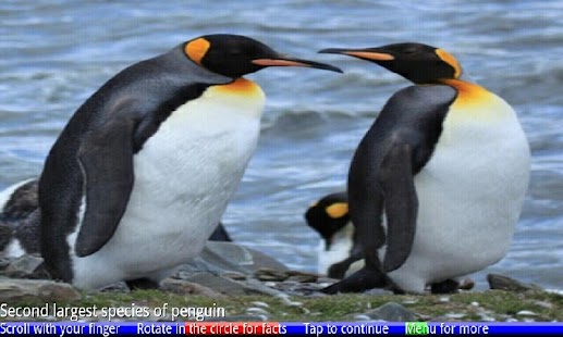 Penguins of Antarctica FREE - náhled