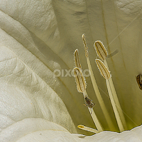 by Mustafa Gulzari - Flowers Flower Buds