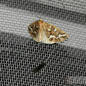 Gray Spruce Looper Moth