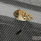 Gray Spruce Looper Moth