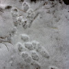 Nuttall's Cottontail (Tracks)