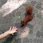 Eurasia Red Squirrel