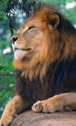 Lions Live Wallpaper On Google Play Reviews Stats