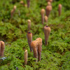 Strap Coral fungus