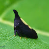 Two-marked Treehopper