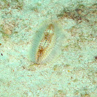 Fire Worm or Bristle Worm