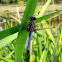 Blue Dasher Dragonfly