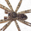 Fishing Spider (male)