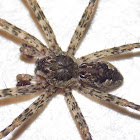 Fishing Spider (male)