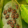 Pentatomid Bug