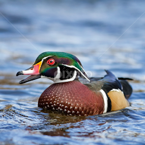 by Jean Verret - Animals Birds