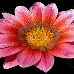 by Soumitra Haldar - Flowers Single Flower