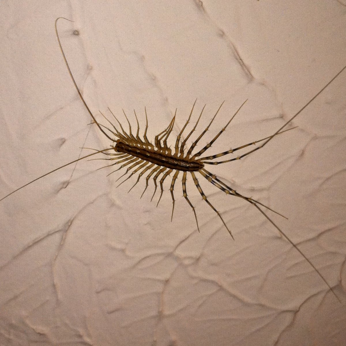 House Centipede