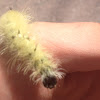 American Dagger Moth, caterpillar