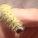 American Dagger Moth, caterpillar
