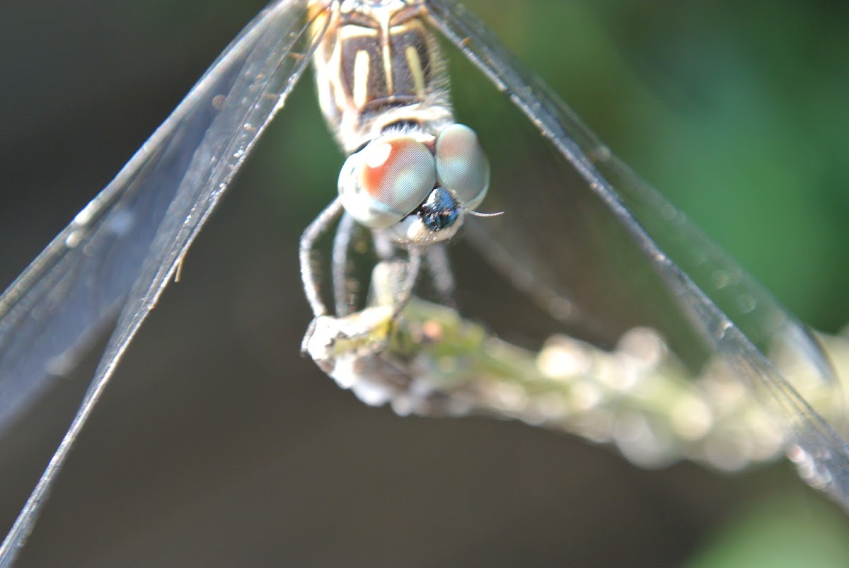 Blue Dasher Dragonfly (female)