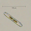 Diatom