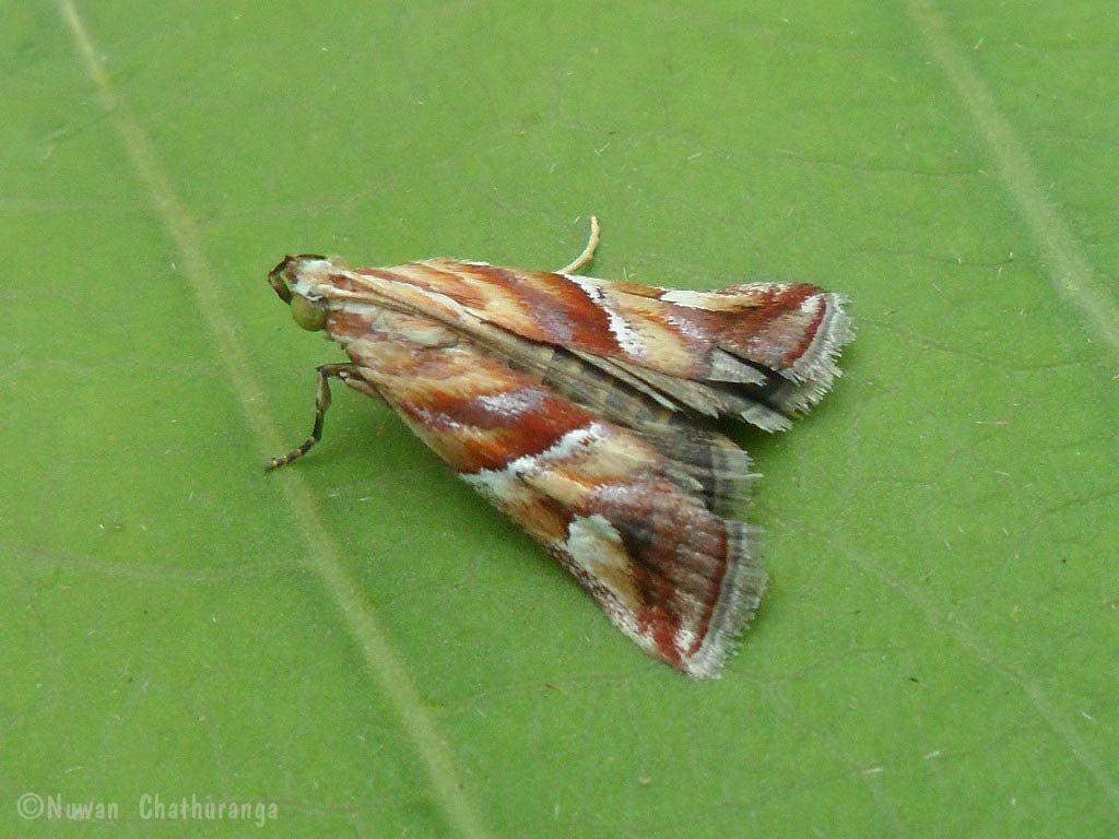 Pyralid moth