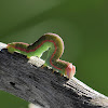 Paralaea sp. Caterpillar