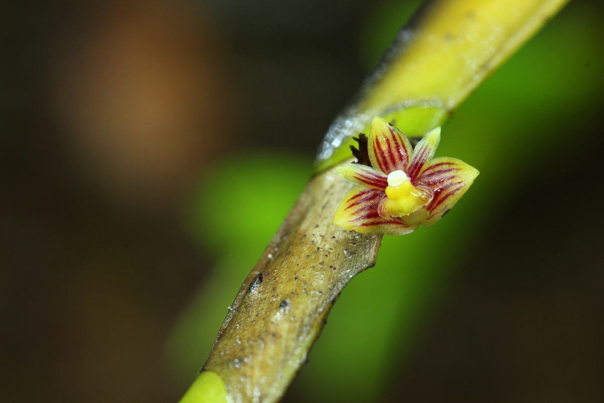 Distichous Leafed Dendrobium