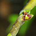 Distichous Leafed Dendrobium