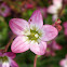 Mossy Saxifrage