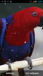 How to mod Parrot Live Wallpaper 1.2 apk for laptop