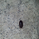 Pill-bug