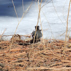 Dark-eyed Junco