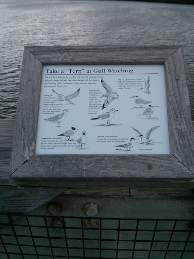 Gulls and Terns Seasonal Changes