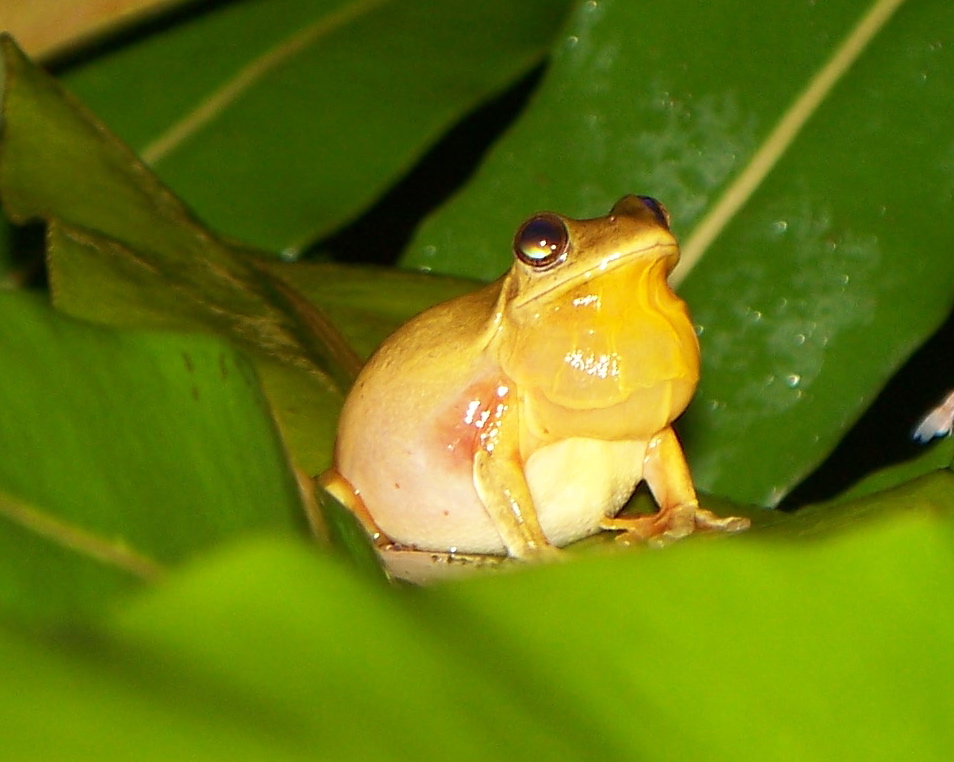 Mahogany Tree Frog