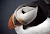 Close-up of a puffin in Iceland.