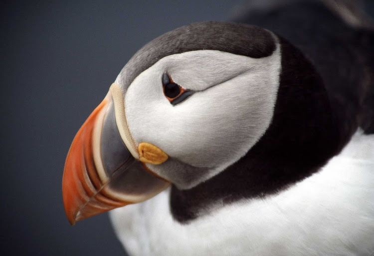 Close-up of a puffin in Iceland.