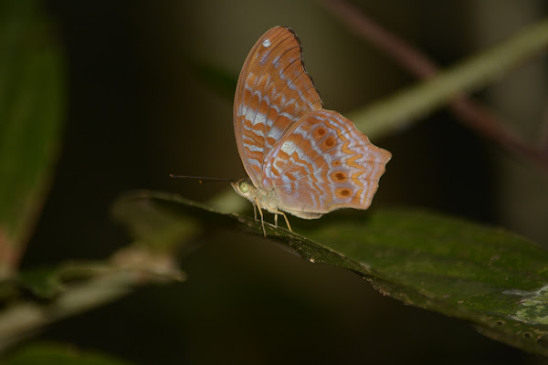Royal Assyrian Butterfly | Project Noah
