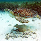 Green sea tourtle