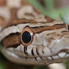 Great Plains Ratsnake