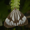 Marble White Moth