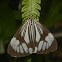 Marble White Moth