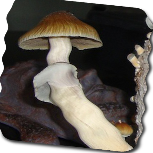 Magic Mushrooms Live Wallpaper