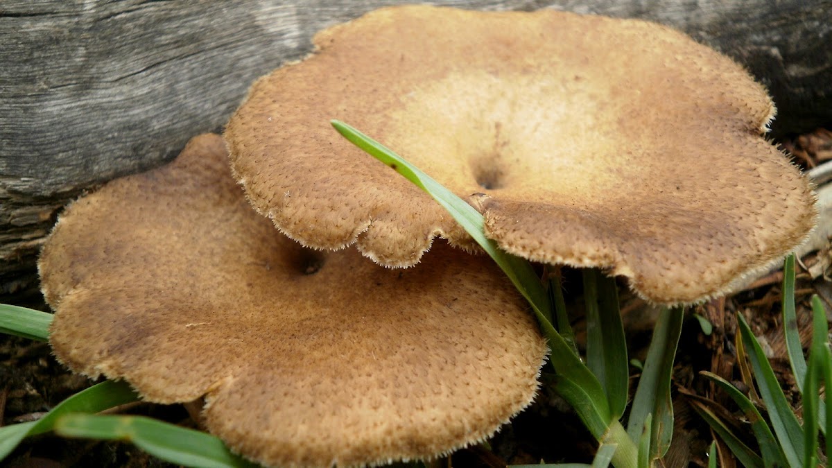 Hongo (Mushroom)
