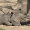 White Rhinoceros mother and child